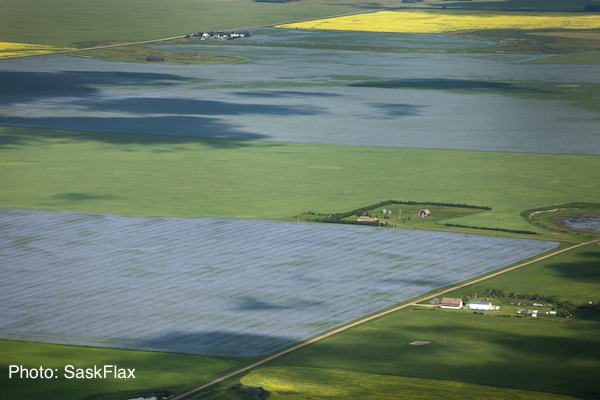 Flax fields from the air